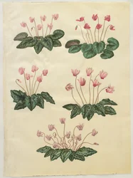 Cyclamen purpurascens; Cyclamen hederifolium